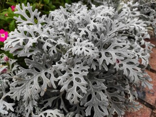 Senecio cineraria ,Jacobaea maritima,silver ragwort