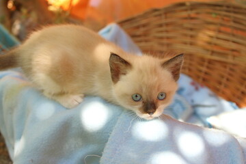 Chaton dans un panier