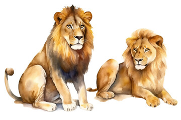 painting Lions animals watercolor background isolated white
