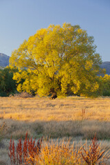 Weide, Lake Tekapo, Canterbury, S&uuml;dinsel, Neuseeland