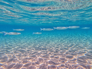 Shoal Gray Mullet fish (Mugil Cephalus) swimming at the coral reef in the Red Sea, Egypt..