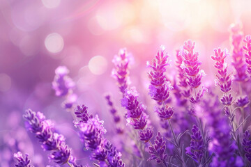 close-up, lavender sprigs, sunset light with sun rays, purple texture, floral background