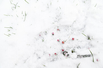 Grass under the snow. Spring, sudden cooling. Chamomile flowers are covered with snow. The first spring flowers. Wide angle lens