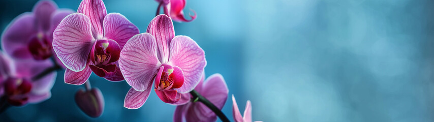 Festive banner with beautiful close-up of vibrant pink orchids with soft focus background. Generative AI