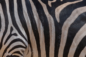 zebra skin background close up