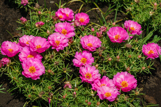 Fuchsia purslane flowers are starting to bloom. Close-up of Purslane Sandile Fuchsia flowers in the Russian-Japanese Friendship Garden on Kurortny Prospekt in Sochi