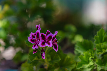 purple flowers in the garden