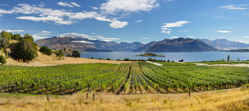 Rippon Weinberge, Ruby Island, Lake Wanaka, Otago, S&uuml;dinsel, Neuseeland