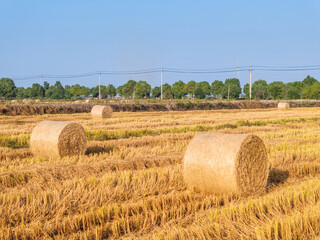 rice paddies landscape after autumn harvest - 757957575