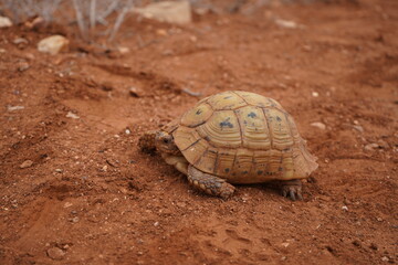 Close-up of a small African turtle resting in the nature of Morocco