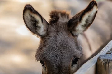 Keuken spatwand met foto portrait of a donkey close up © AlexTow