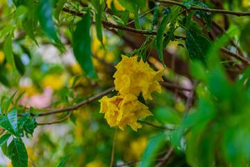 yellow flowers  in the forest
