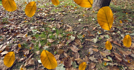 Obraz premium Image of autumn leaves falling against close up view of fallen leaves on the ground