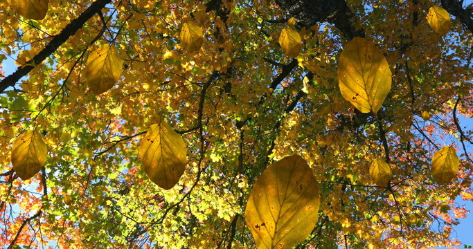 Fototapeta Image of autumn leaves falling against view of trees and blue sky