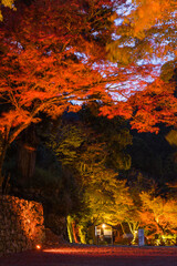 日本　滋賀県大津市にある日吉大社の境内のライトアップされた紅葉
