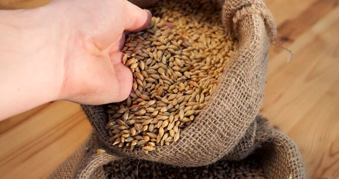Barley grains in a sack. The grain harvest is being prepared for sowing in bags. Checking the quality of the plant product for production. Pour grains by hand.