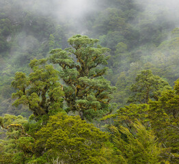 Bäume im Nebel, Mount Aspiring Nationalpark, West Coast, Südinsel, Neuseeland