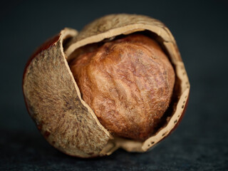Hazelnut, closeup