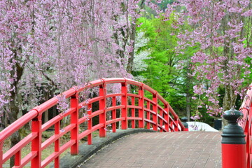 桜花満開の越後湯沢中央公園の風景