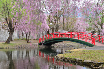 桜花満開の越後湯沢中央公園の風景