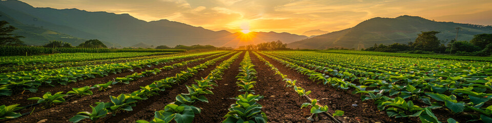 A field of green plants is illuminated by the setting sun in a vibrant farm scene. Rows of crops stretch into the distance under the colorful sky - obrazy, fototapety, plakaty