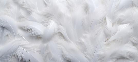 White feathers background - obrazy, fototapety, plakaty