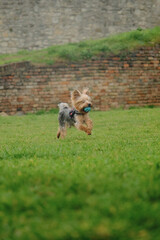 A charming fluffy Yorkshire terrier runs quickly through a green clearing with a ball. A cute decorative dog is playing on a walk in the spring park. Side view.