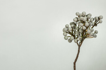 Branch of Brunia albiflora on a white background with space for text.