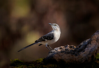 Fototapeta premium Mockingbird in dramatic side light on rock perch