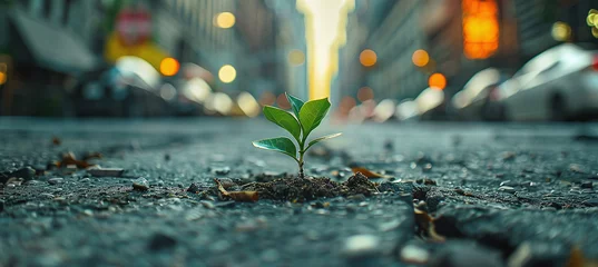 Foto op Canvas A small plant growing boldly in the middle of a city street © Oleksandr