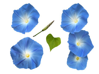 青い朝顔の花と葉とつぼみ