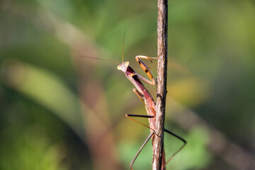 the beauty of the praying mantis on the branch