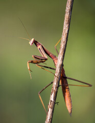 the beauty of the praying mantis on the branch