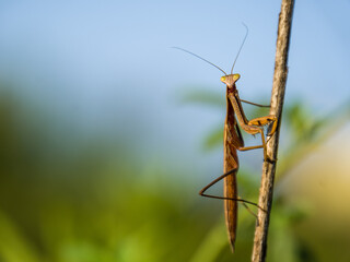 the beauty of the praying mantis on the branch