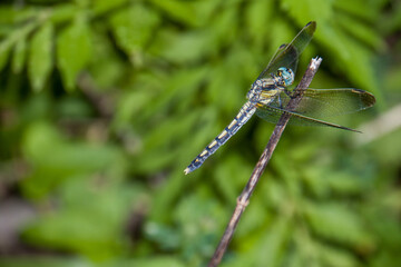 Fototapeta premium Blue Dasher Dragonfly Resting on a Twig in Green Foliage