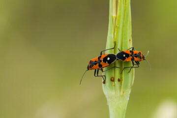 Bugs mating (Lygaeus equestris)