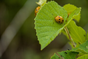 Fototapeta premium ladybug on a leaf