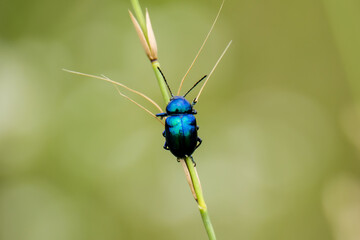 Blue milkweed perched on grass and leaves