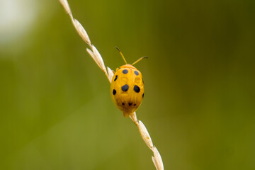 orange ladybug on leaf close-up photo of insects in nature