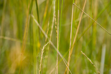 natural background of weeds