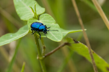 Blue milkweed perched on grass and leaves