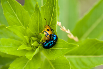 Blue milkweed beetle mating with ladybug