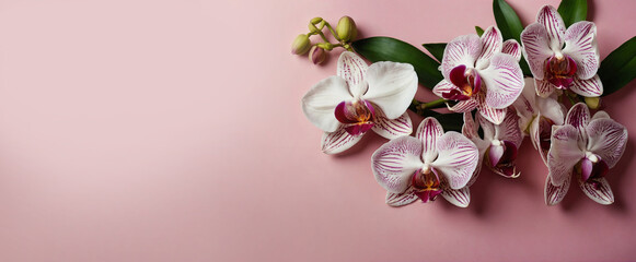 A bunch of pink orchids on pink background. Blooms for mom with copy space. Bride beautiful...