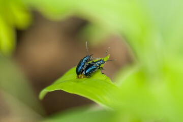 Close-up two Blue Milkweed Beetles (Chrysochus pulcher) Mating on green leaf.