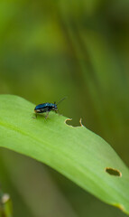 Blue Milkweed Beetle Parheminodes pulcher standing on a stem.