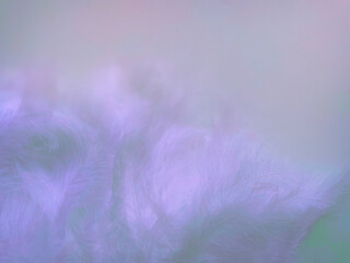 blurred abstract textured background delicate purple beautiful feathers