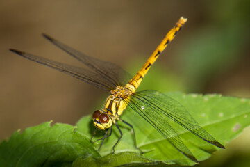 Close-up of dragonfly on leaf,Eindhoven,Netherlands