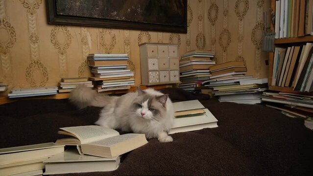 White ragdoll cat reading old books.