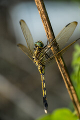 Chalky percher, Diplacodes trivialis, female in korea