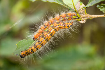 caterpillar on leaf